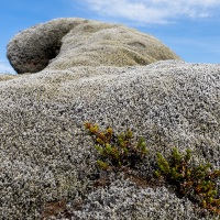 Paysage typique islandais: lave recouverte de mousse