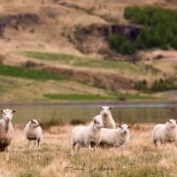 Mouton islandais