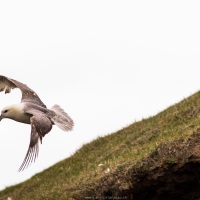 Fulmar boréal