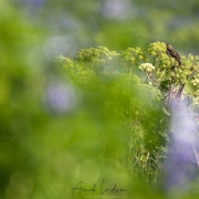 Pipit farlouse