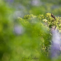 Pipit farlouse