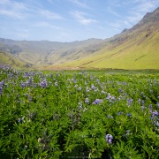 Pareterre de lupins devant les montagnes