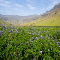 Pareterre de lupins devant les montagnes