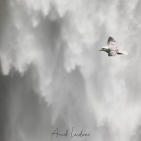 Fulmar boréal devant la chute de  Skogafoss