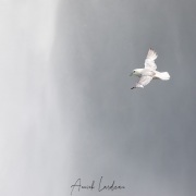 Fulmar boréal devant la chute de  Skogafoss