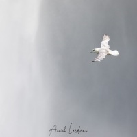 Fulmar boréal devant la chute de  Skogafoss