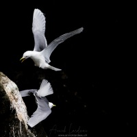 Mouettes tridactyles