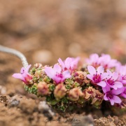 Fleur en  milieu désertique
