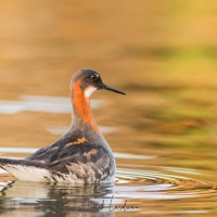 Phalarope à bec étroit