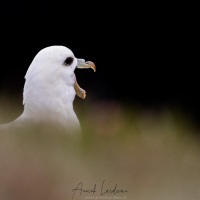 Fulmar boréal