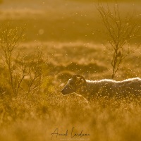 Mouton islandais