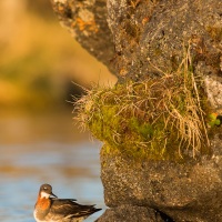 Phalarope à bec étroit