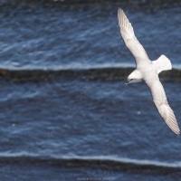 Fulmar boréal