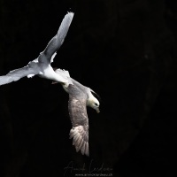 Mouette tridactyle poursuivant un Fulmar boréal