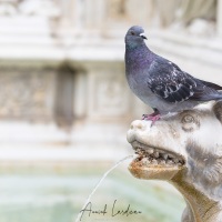 Sienne: scène de vie sur la Piazza del Campo