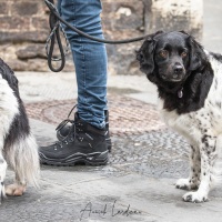 Sienne: une ville à chiens