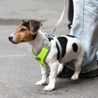 Sienne: une ville à chiens