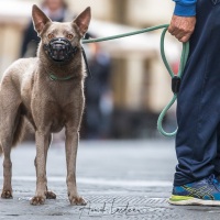 Sienne: une ville à chiens