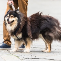 Sienne: une ville à chiens