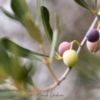 Olives