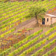Toscane: cabane dans  un vignoble