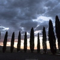 Cyprès sous une lumière de fin de journée