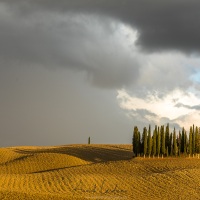 Cyprès de San Quirico d’Orcia sous un ciel chargé