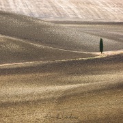 Val d'Orcia: solitaire