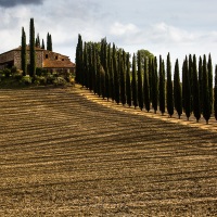 Val d'Orcia: Avenue des cyprès Poggio Covili