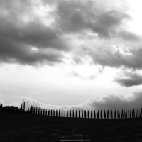 Val d'Orcia: Avenue des cyprès Poggio Covili