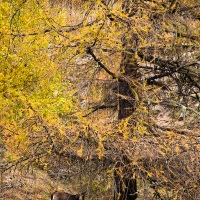 Chamois sous un mèlèze