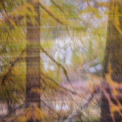 Mélèze en automne
