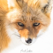 Renard roux