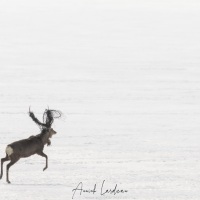 Cerf Sika empêtré dans un filet de pêche