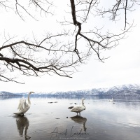 Cygne chanteur