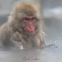 Macaque du Japon