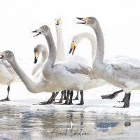 Cygne chanteur