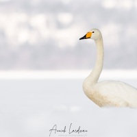 Cygne chanteur