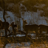 Cerf Sika