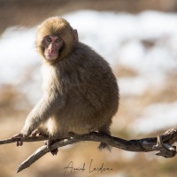 Macaque du Japon