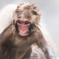 Macaque du Japon: sortie du bain