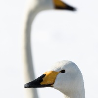 Cygne chanteur