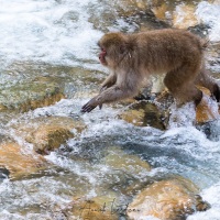 Macaque du Japon