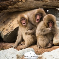 Macaque du Japon