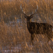 Cerf Sika