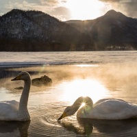 Cygne chanteur