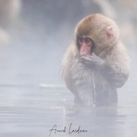 Macaque du Japon