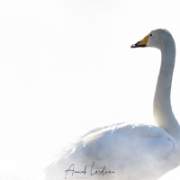 Cygne chanteur