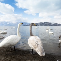 Cygne chanteur