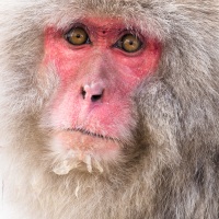 Macaque du Japon